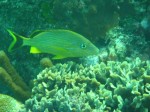cieloestrellas reef38 (Custom) (Large).jpg